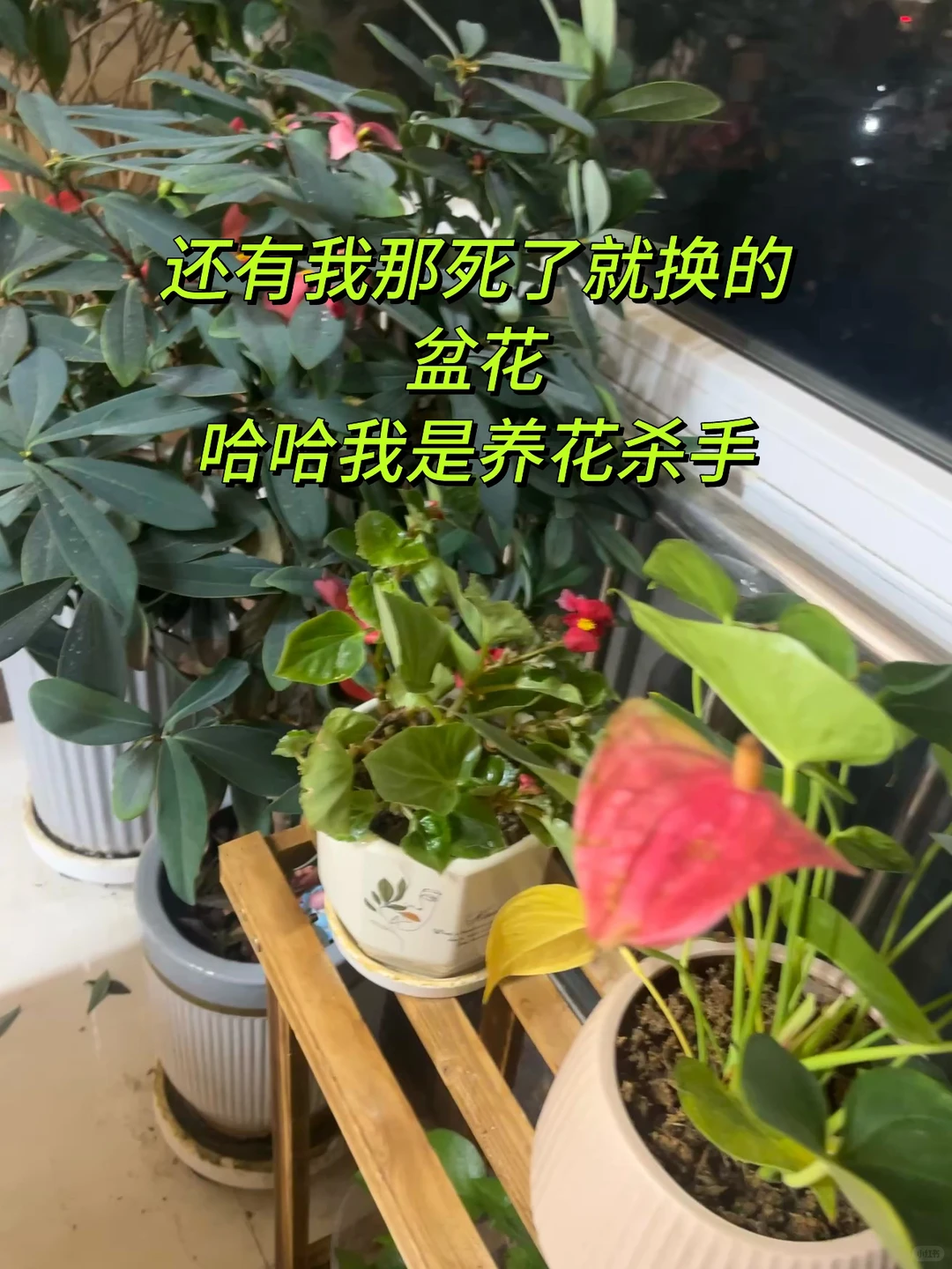 安阳的周末，你想参加星座茶话会吗