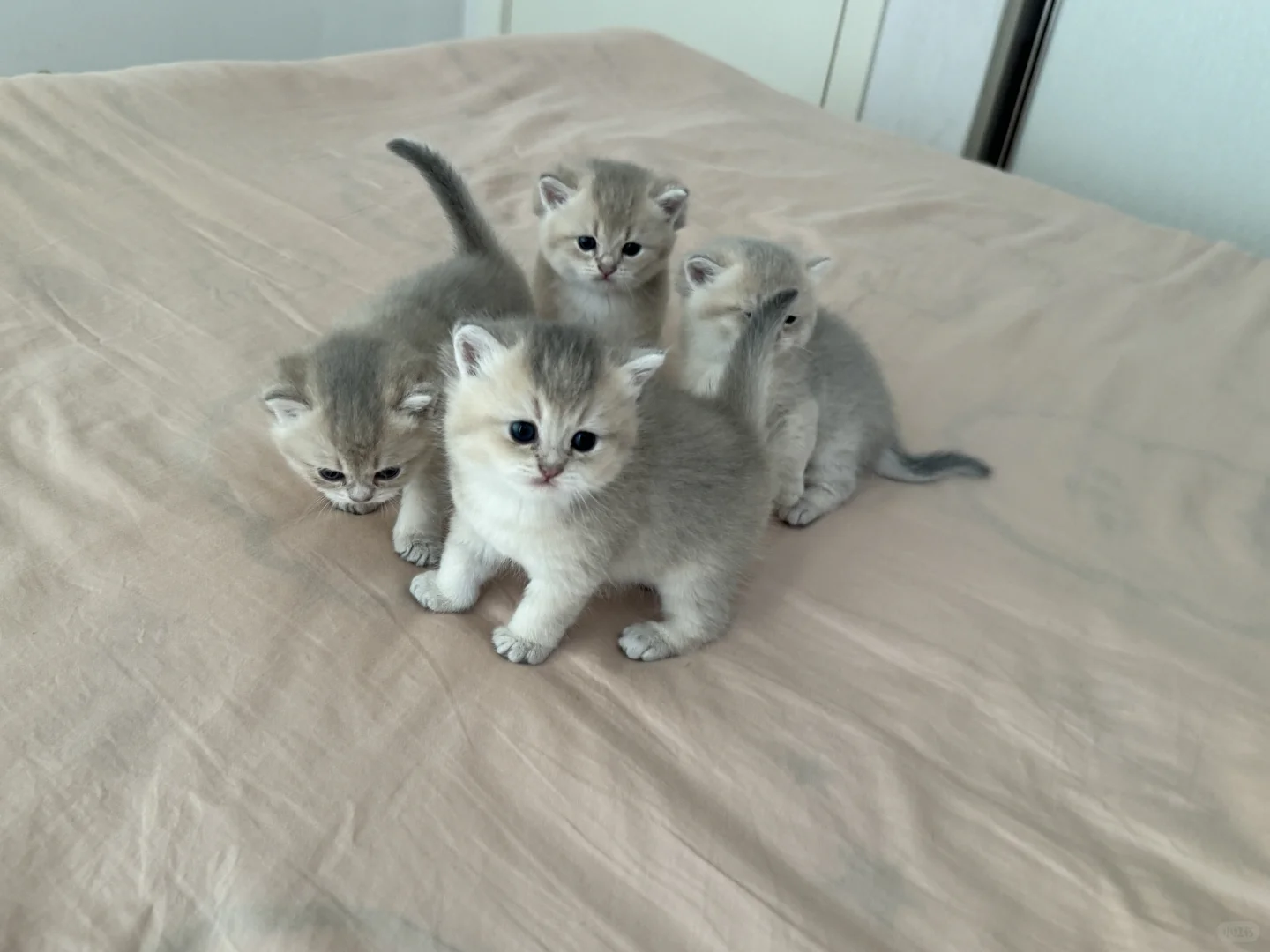 出自家蓝金（郑州）