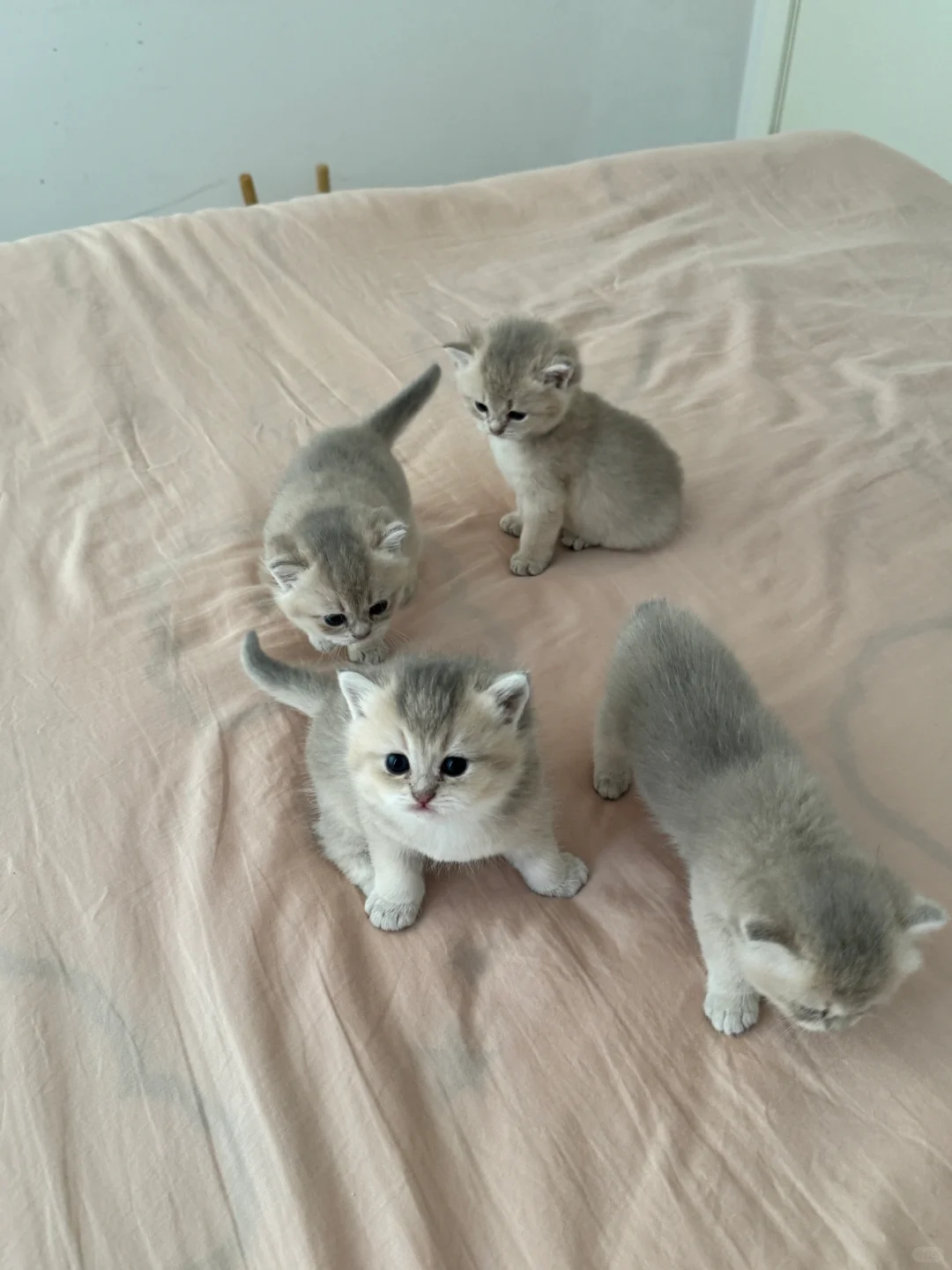 出自家蓝金（郑州）