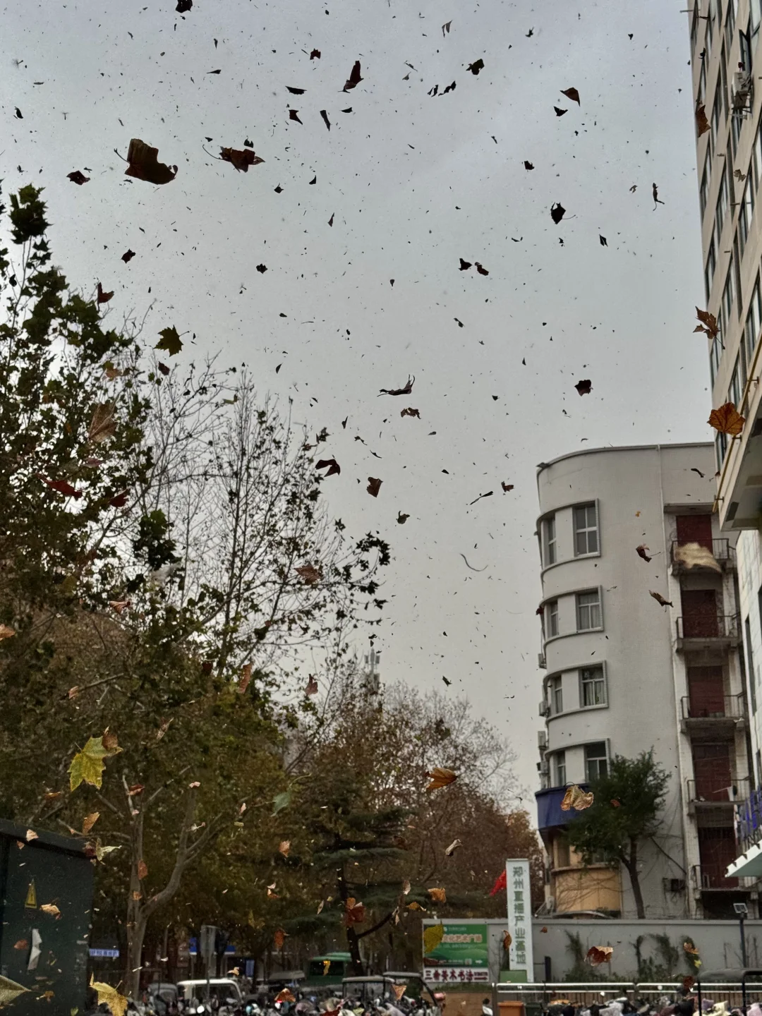 郑州这风太大了……没啥必要事儿别出门了……