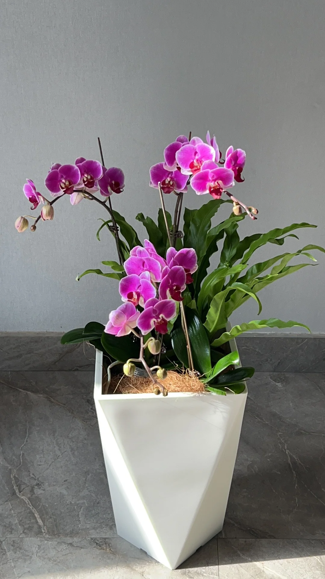 郑州办公室绿植租赁