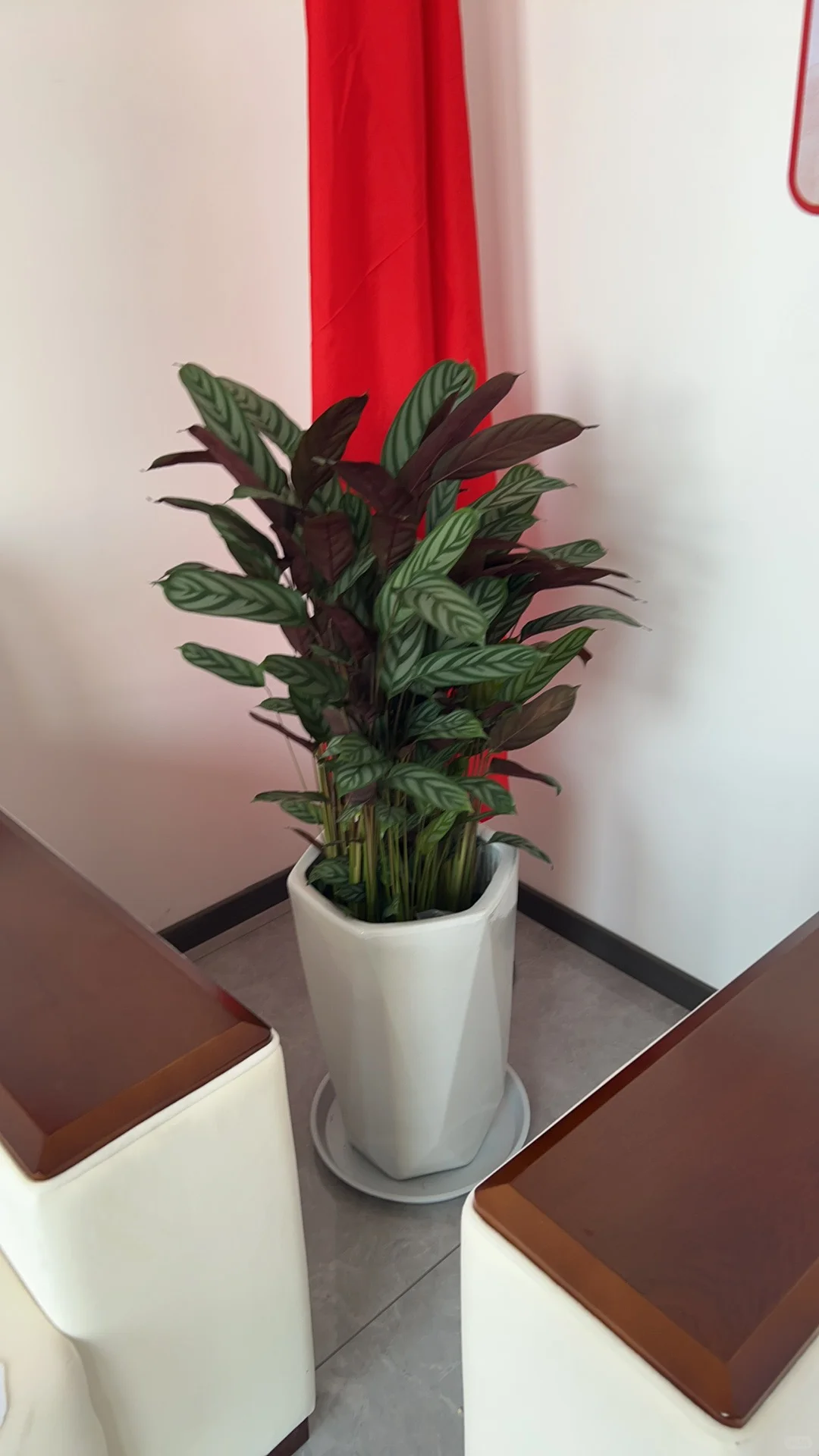 郑州办公室绿植租赁