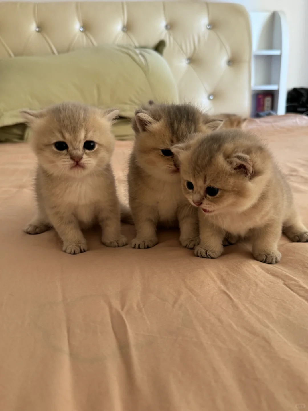 出自家蓝金（郑州）