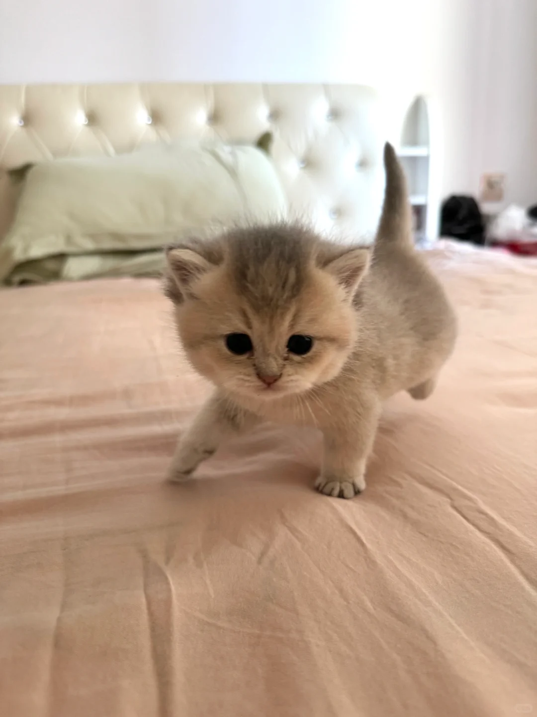 出自家蓝金（郑州）