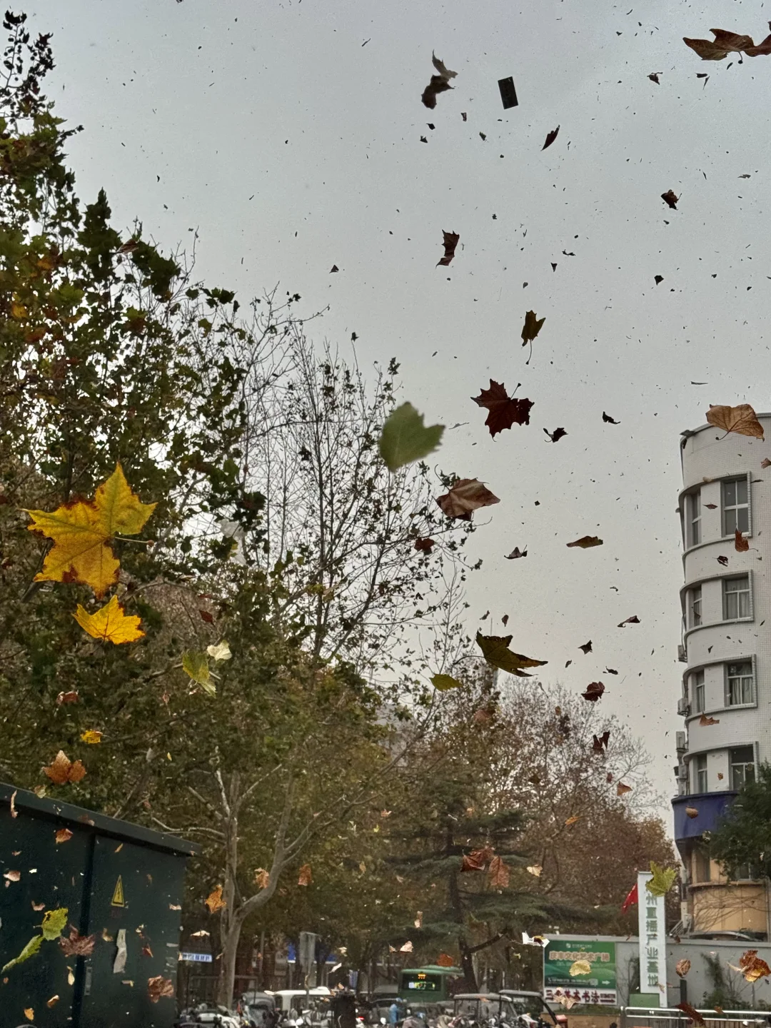 郑州这风太大了……没啥必要事儿别出门了……