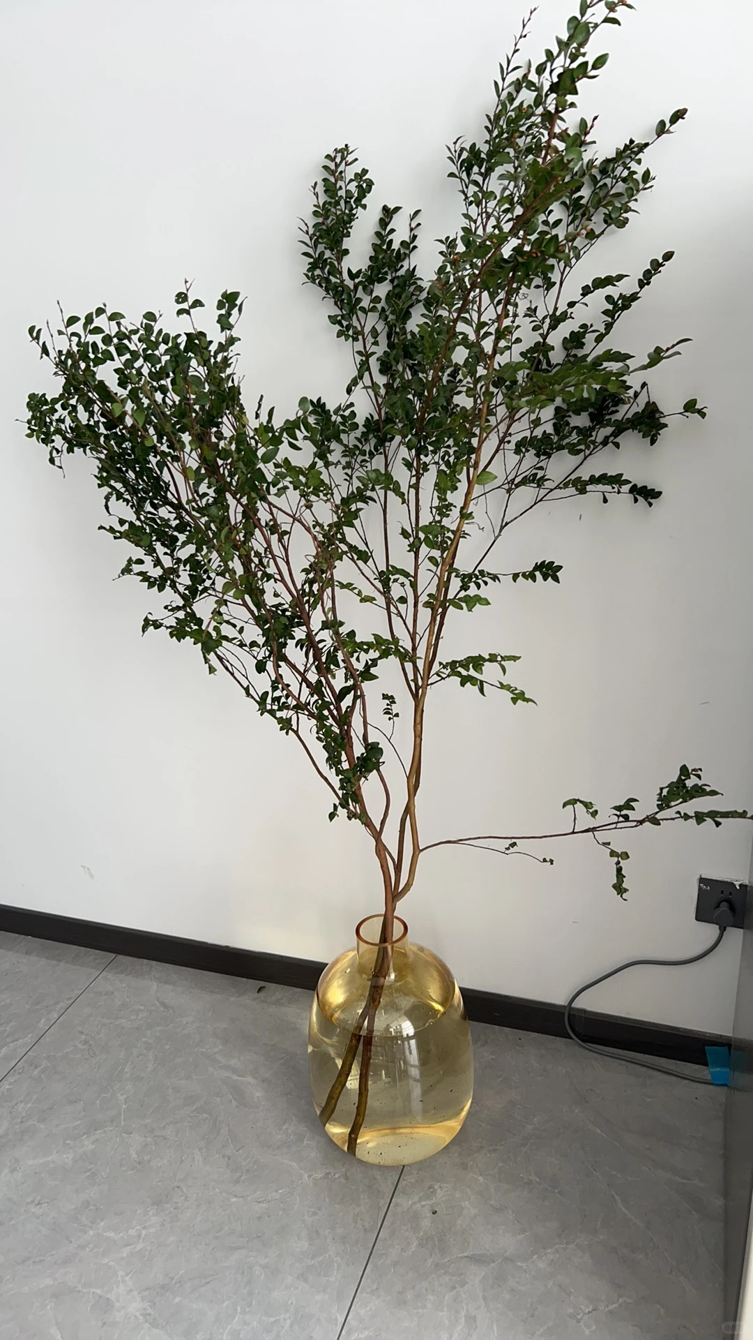 郑州办公室绿植租赁