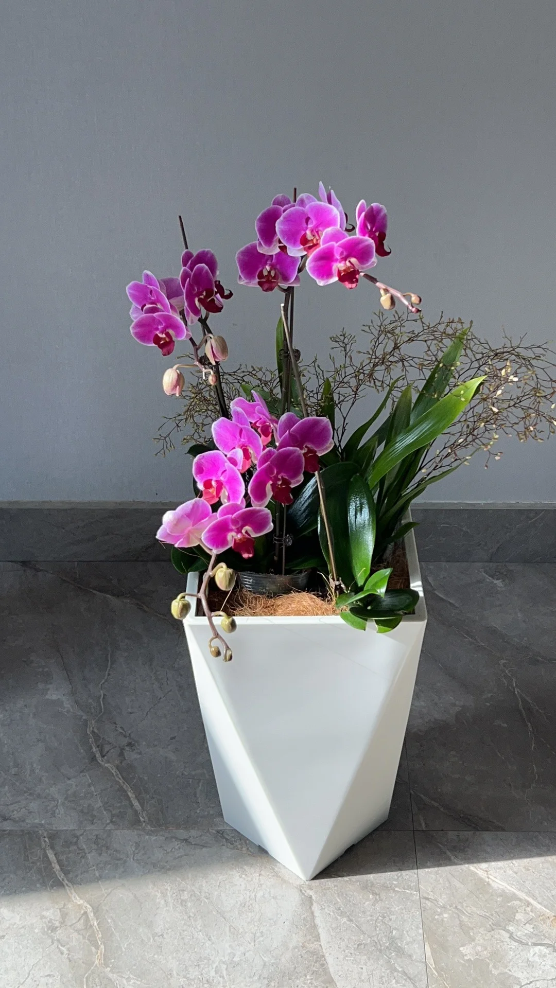 郑州办公室绿植租赁