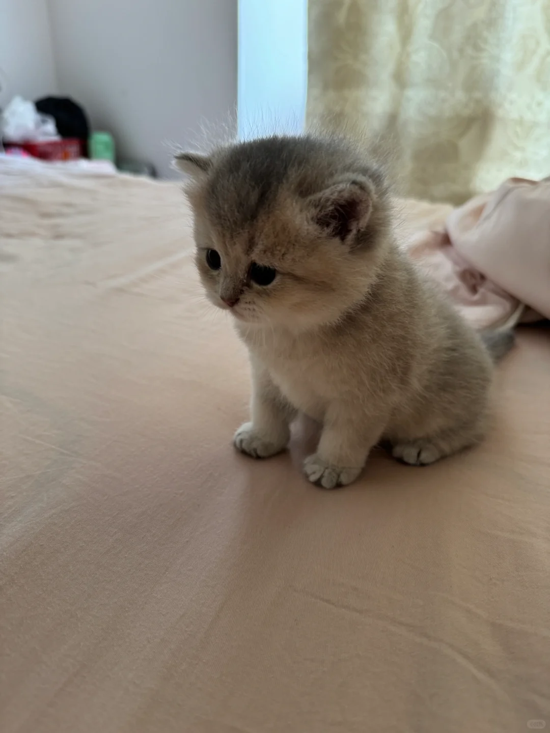 出自家蓝金（郑州）