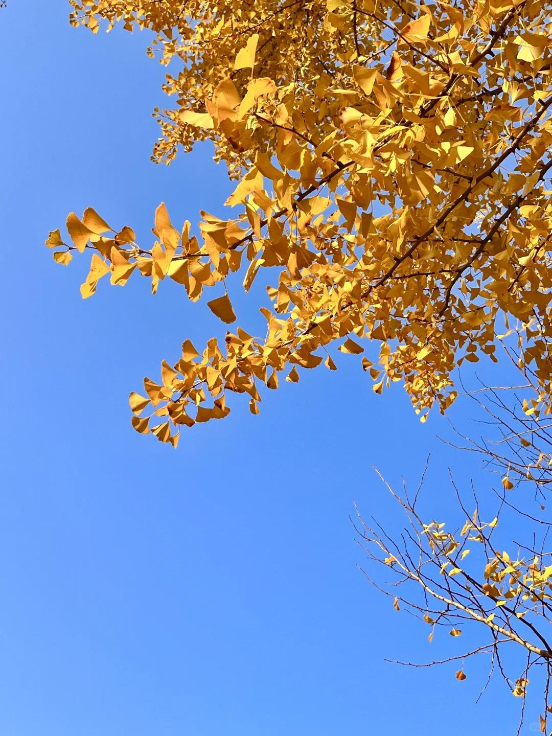 安阳的秋天🍂总要去趟银杏园吧…