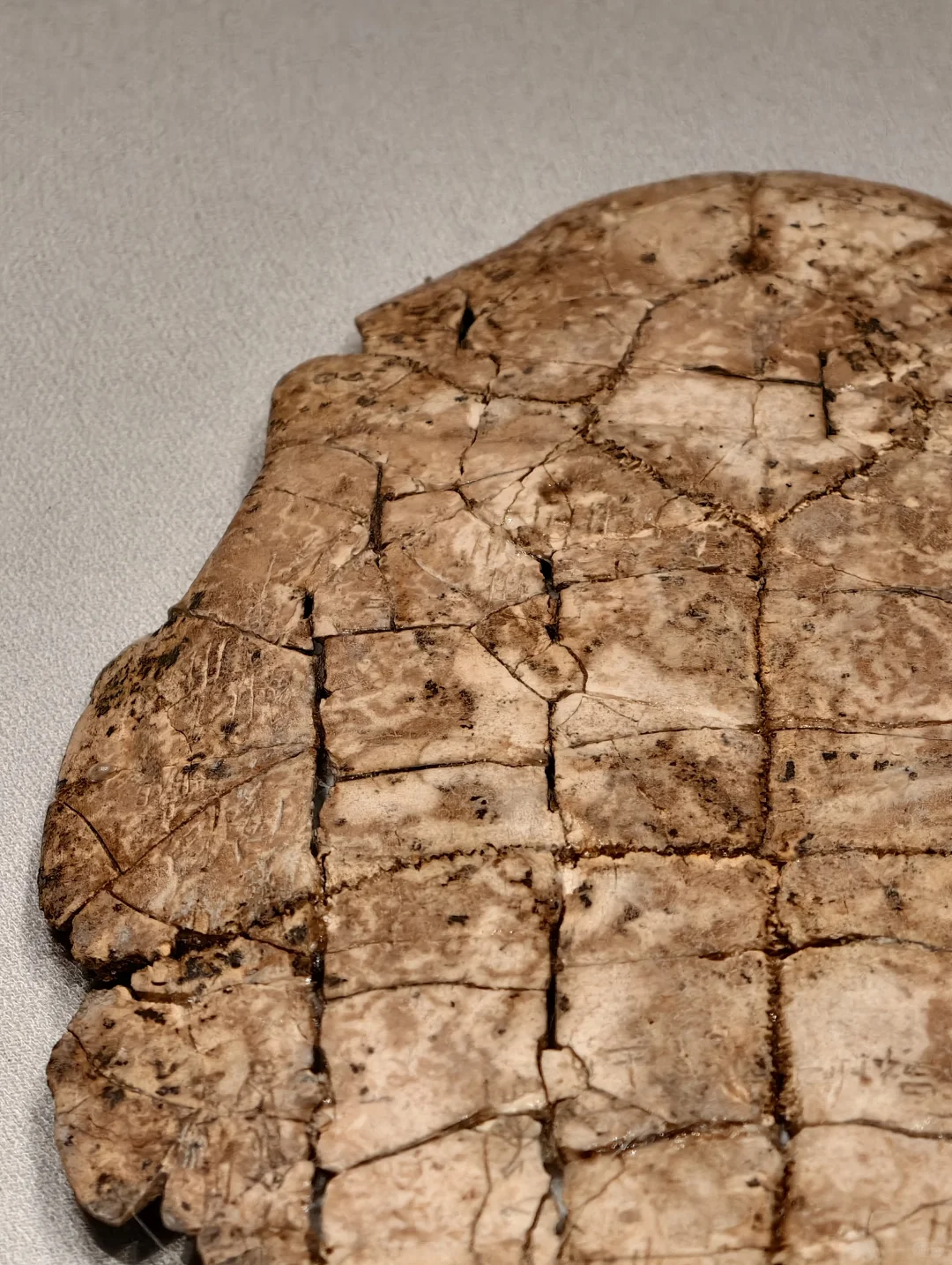 安阳花园庄东地出土刻辞卜(bǔ)甲