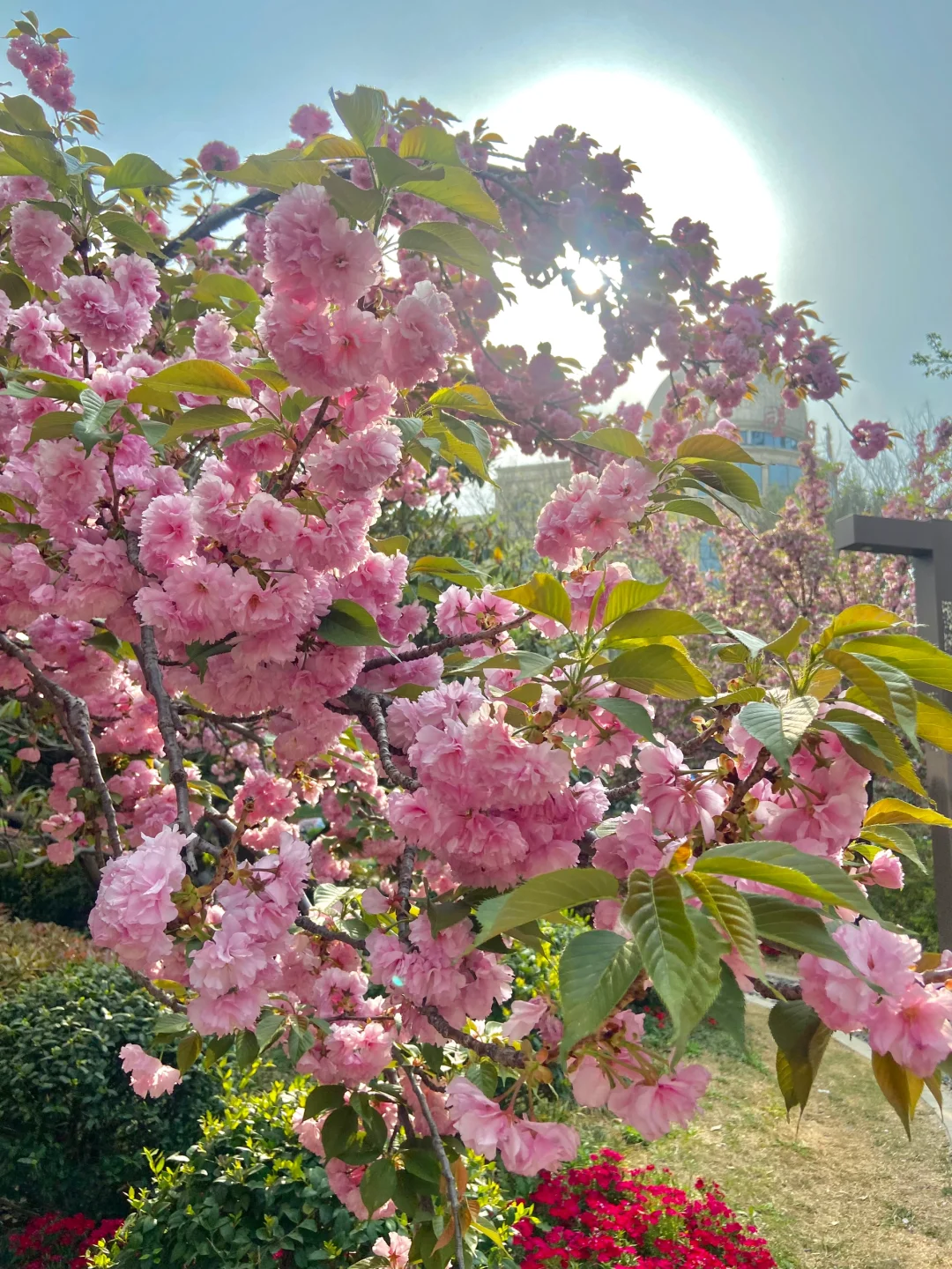 安阳周边📍免费赏花好去处！樱花🌸郁金香🌷