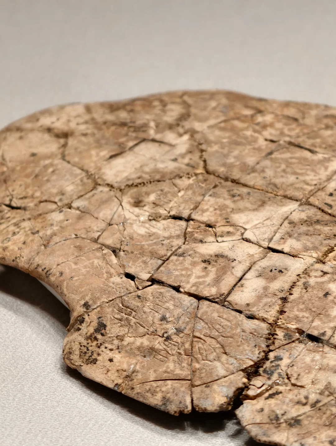 安阳花园庄东地出土刻辞卜(bǔ)甲