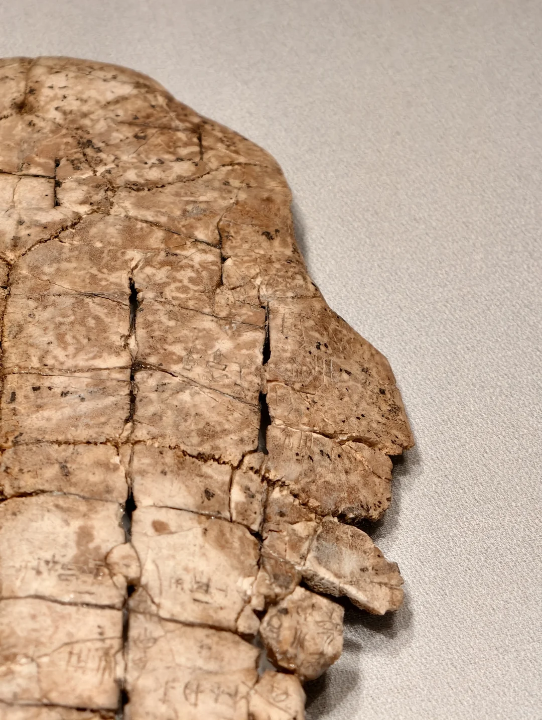 安阳花园庄东地出土刻辞卜(bǔ)甲