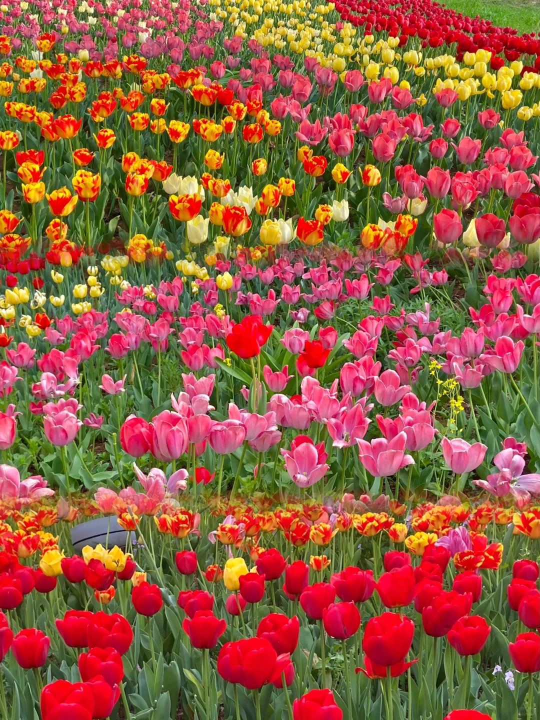 安阳周边📍免费赏花好去处！樱花🌸郁金香🌷