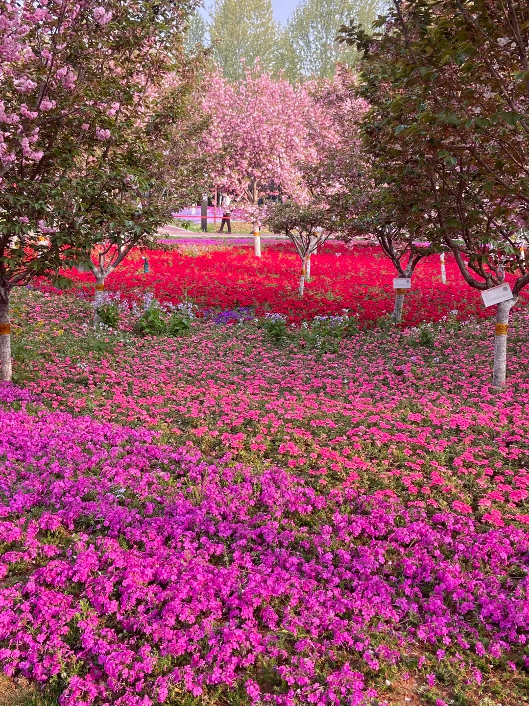安阳周边📍免费赏花好去处！樱花🌸郁金香🌷