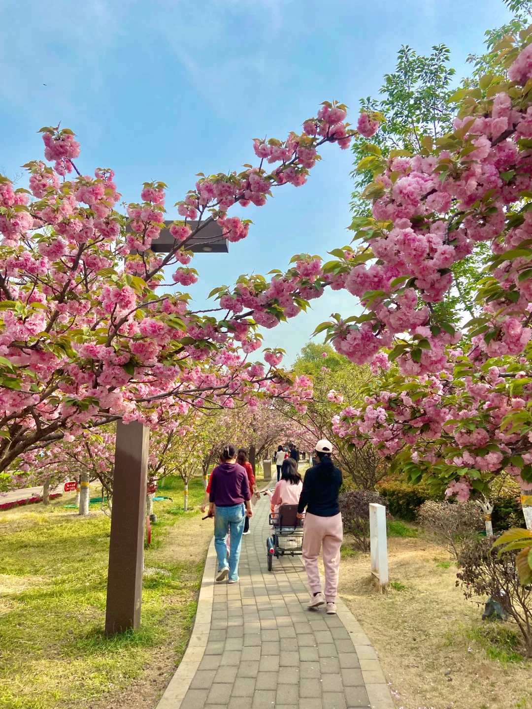 安阳周边📍免费赏花好去处！樱花🌸郁金香🌷