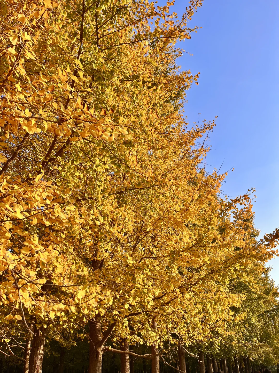 安阳的秋天🍂总要去趟银杏园吧…