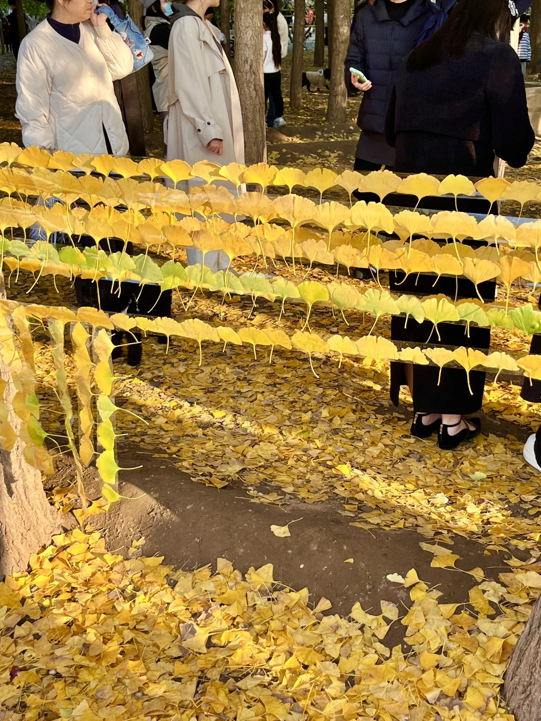 安阳的秋天🍂总要去趟银杏园吧…