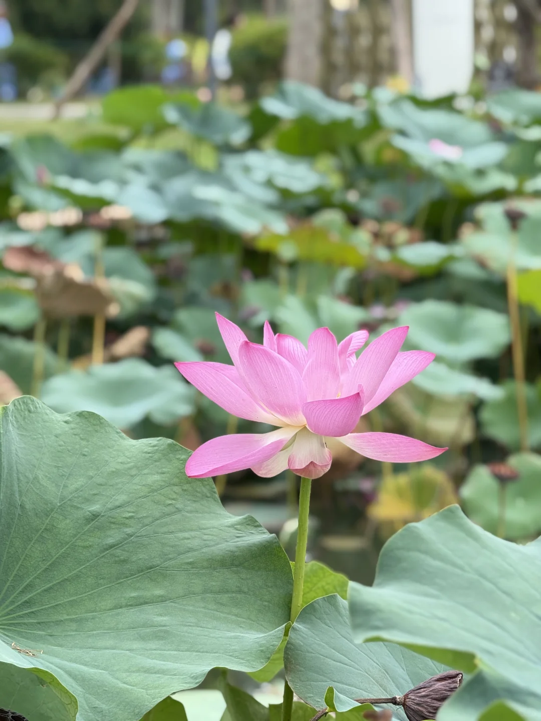 安阳最好逛的地方是免费的🆓