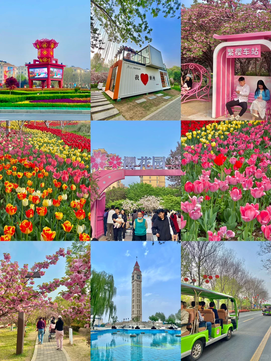 安阳周边📍免费赏花好去处！樱花🌸郁金香🌷