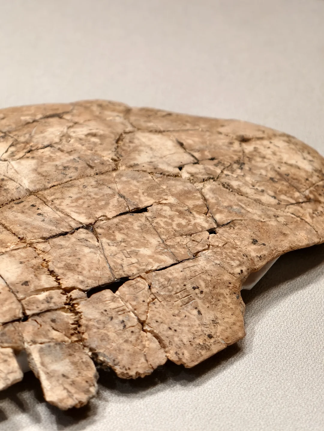 安阳花园庄东地出土刻辞卜(bǔ)甲