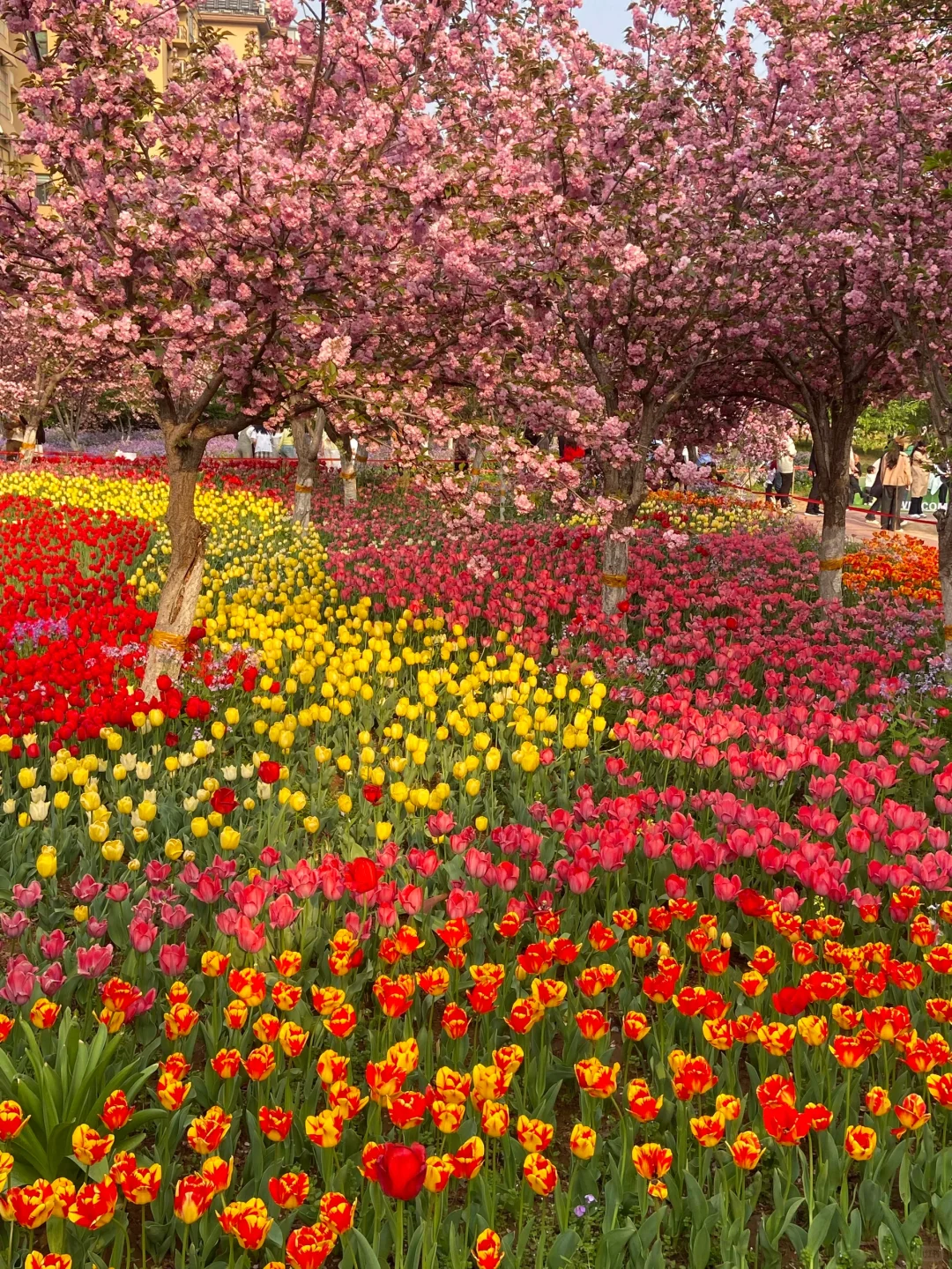安阳周边📍免费赏花好去处！樱花🌸郁金香🌷