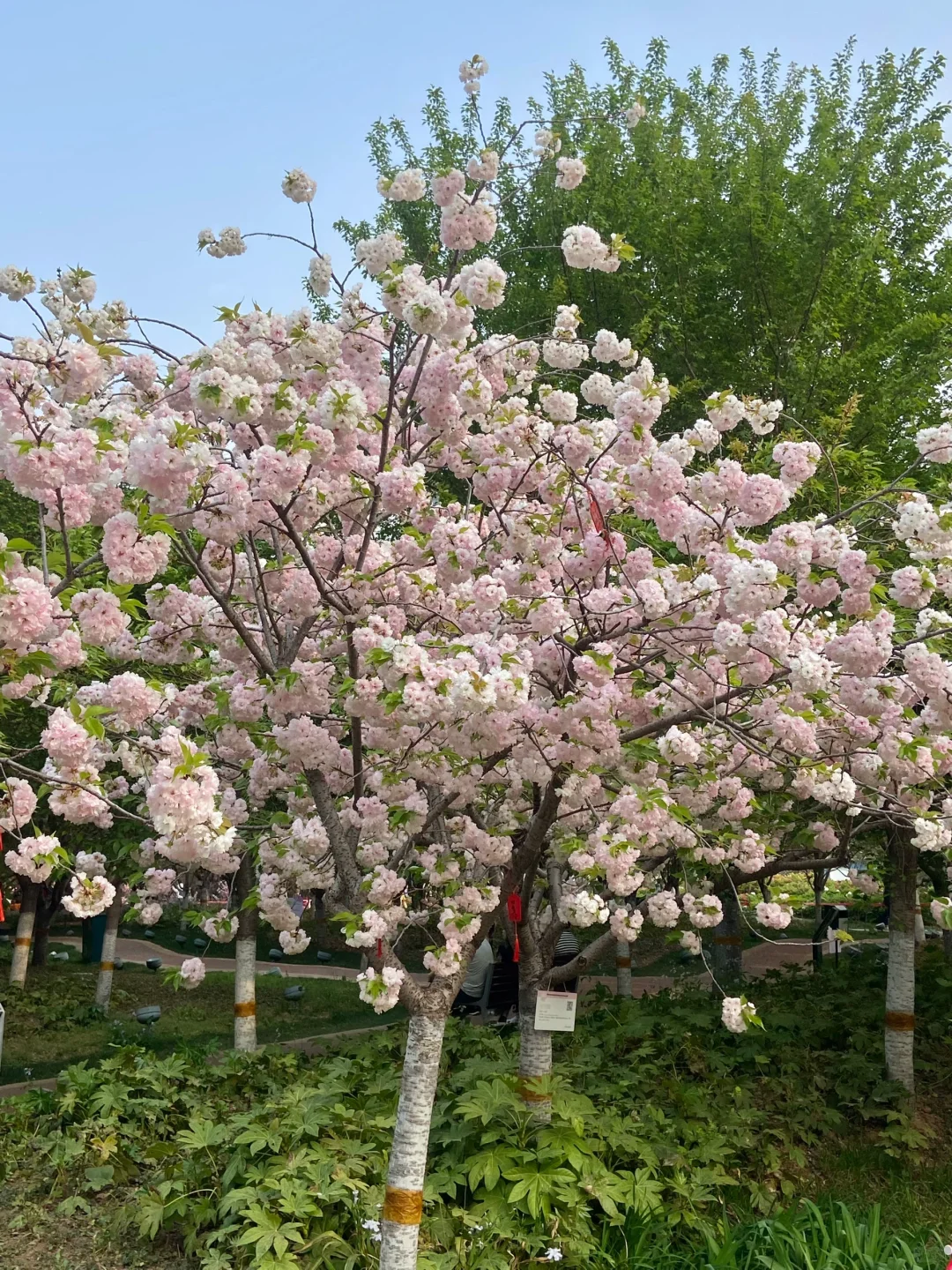 安阳周边📍免费赏花好去处！樱花🌸郁金香🌷