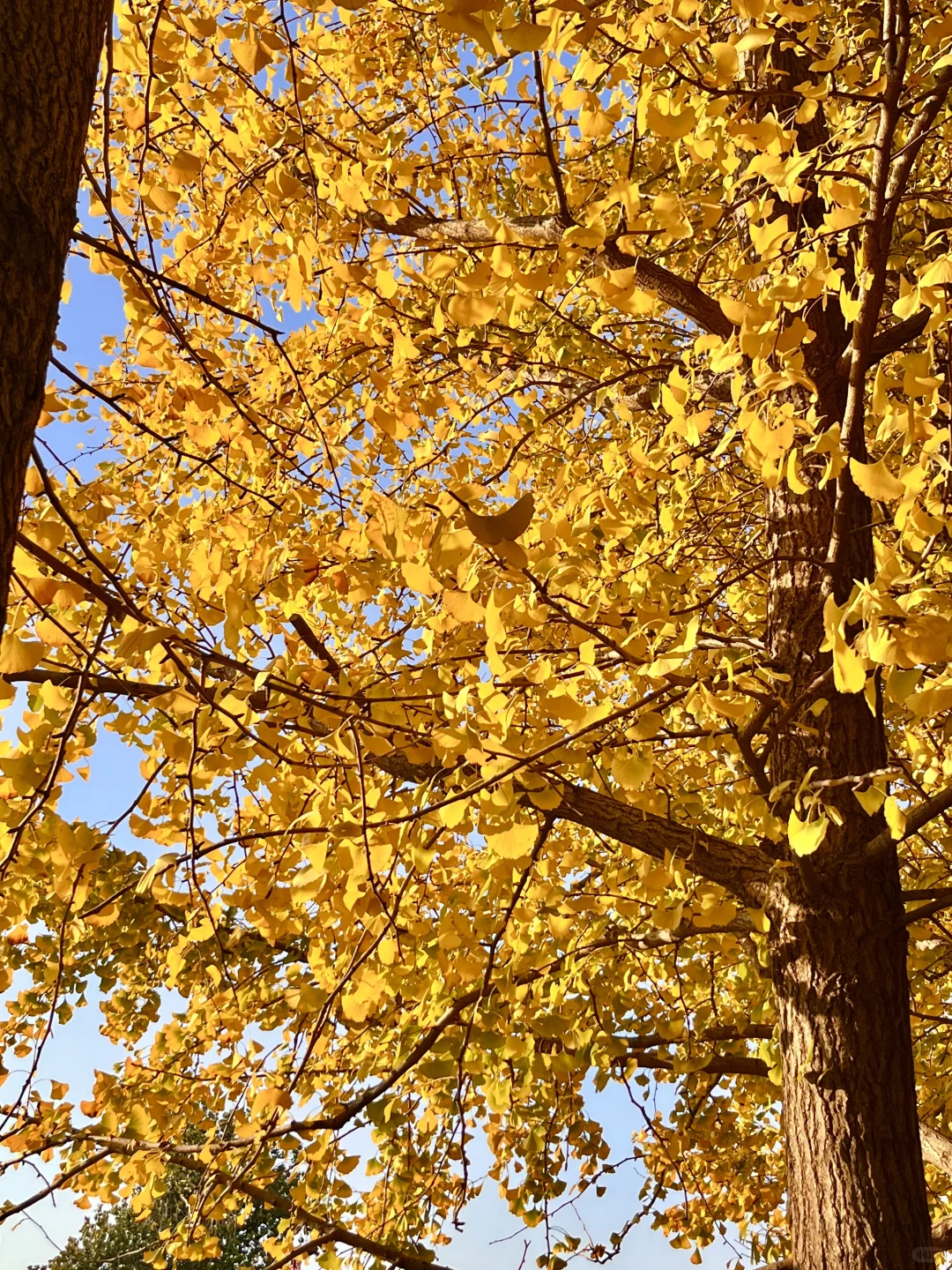 安阳的秋天🍂总要去趟银杏园吧…