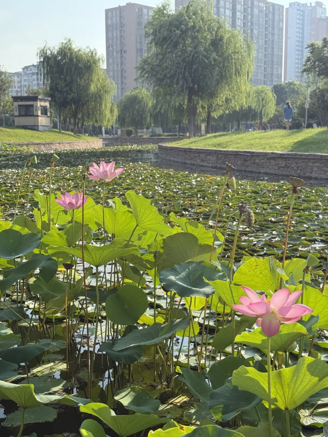 安阳最好逛的地方是免费的🆓