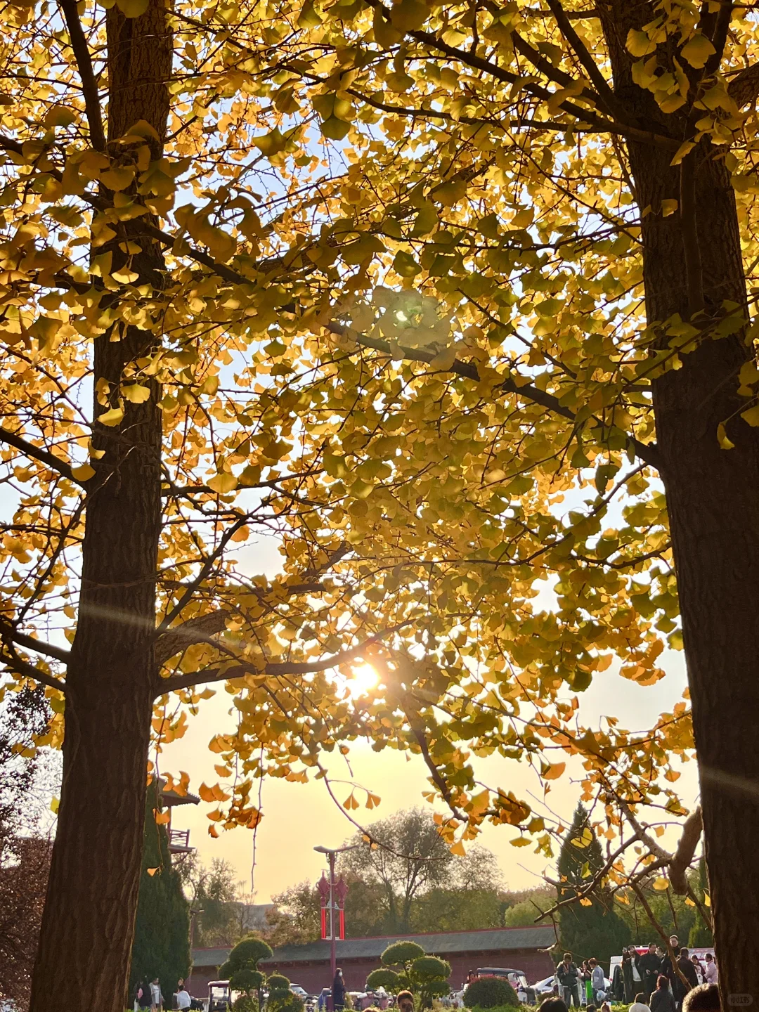 安阳的秋天🍂总要去趟银杏园吧…