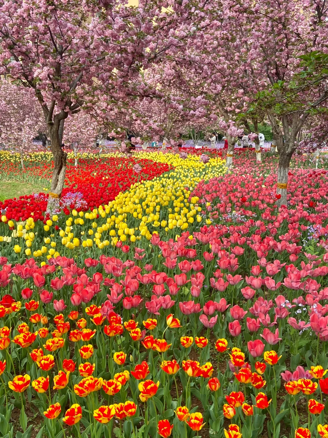 安阳周边📍免费赏花好去处！樱花🌸郁金香🌷