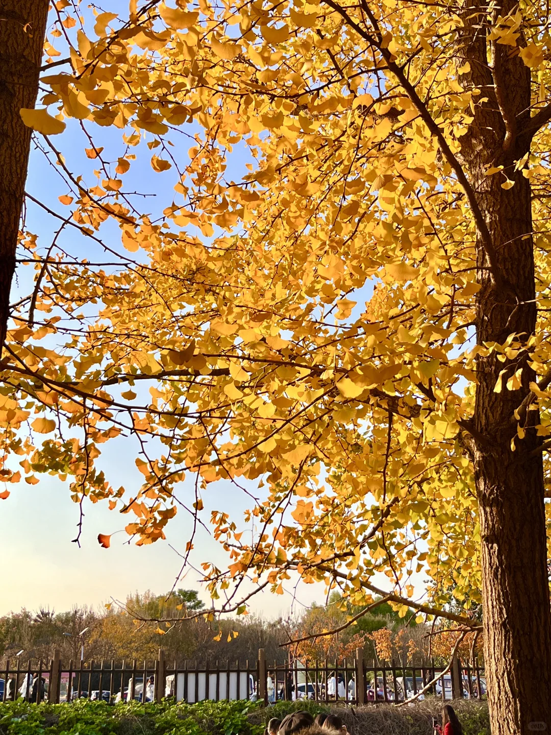 安阳的秋天🍂总要去趟银杏园吧…