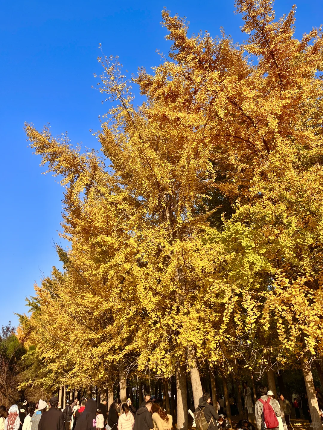 安阳的秋天🍂总要去趟银杏园吧…