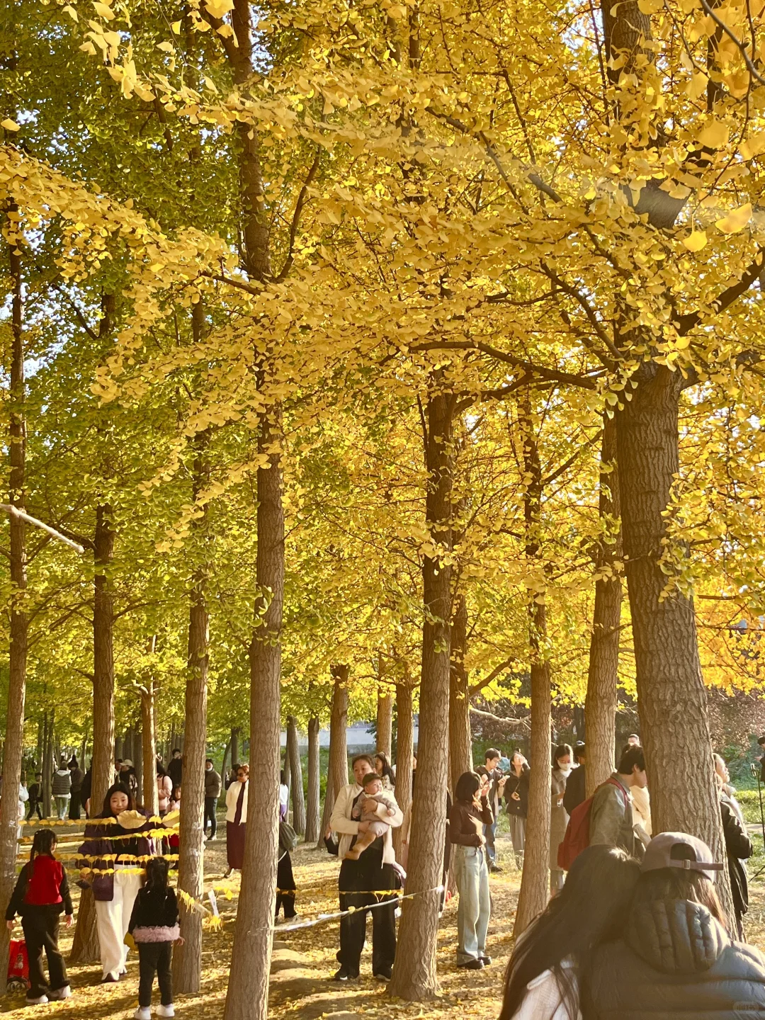 安阳的秋天🍂总要去趟银杏园吧…