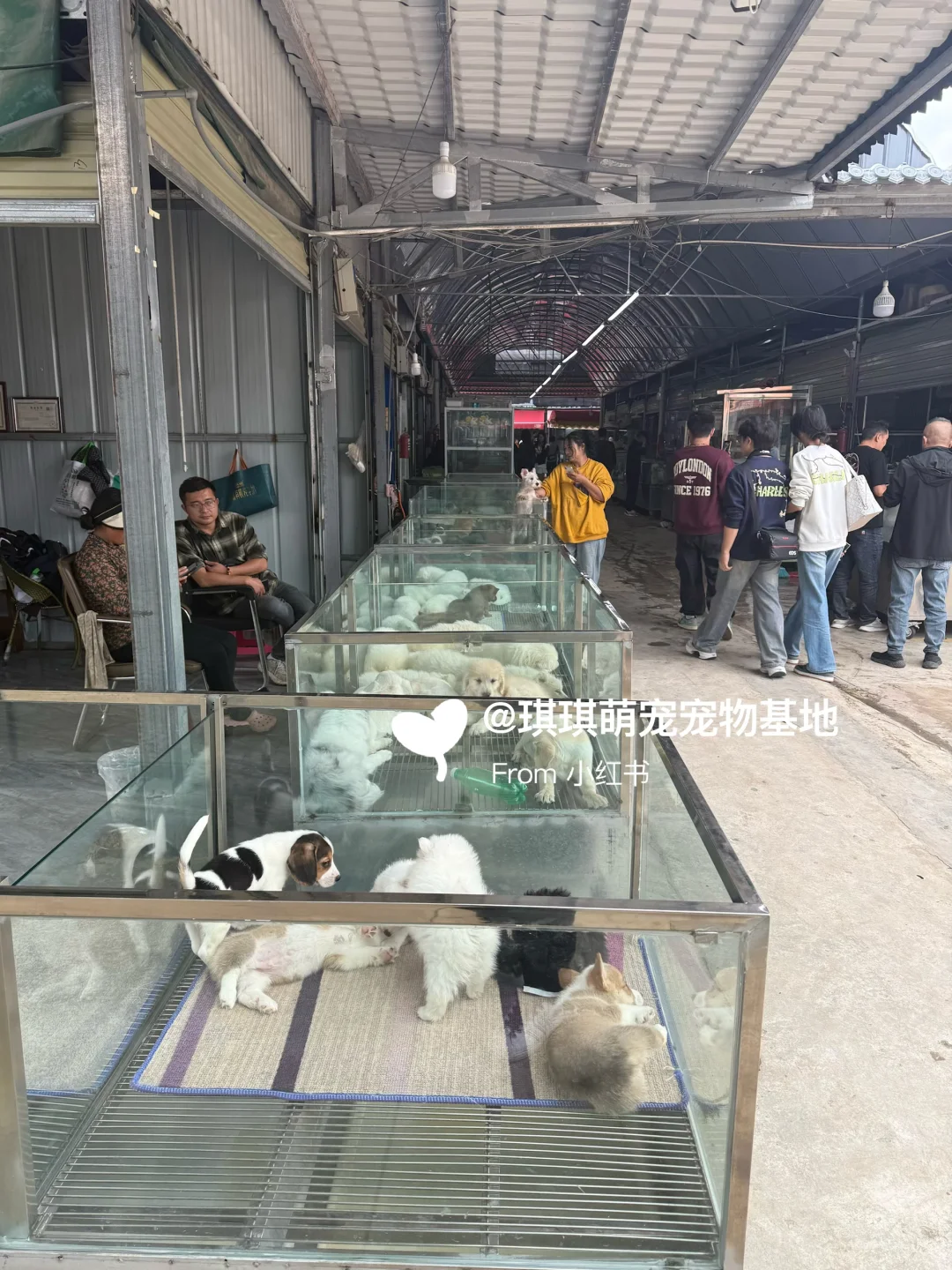 🐾郑州猫狗宠物市场！猫咪狗狗品种齐全🐾