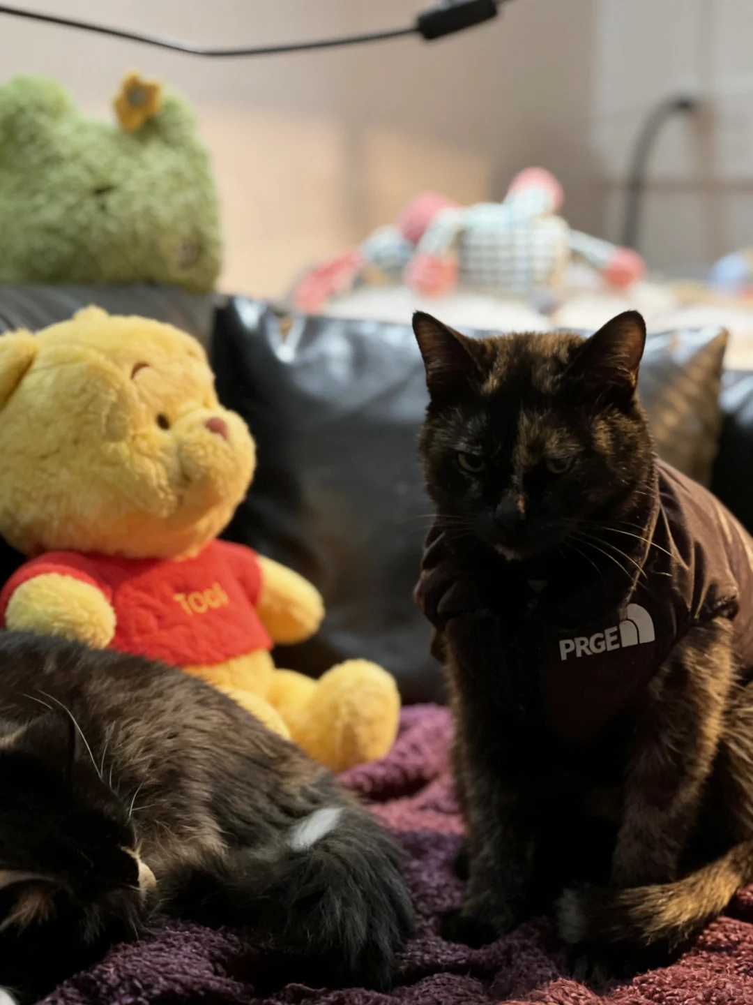 郑州80块一晚的女生小窝，居然送免费疗愈？！