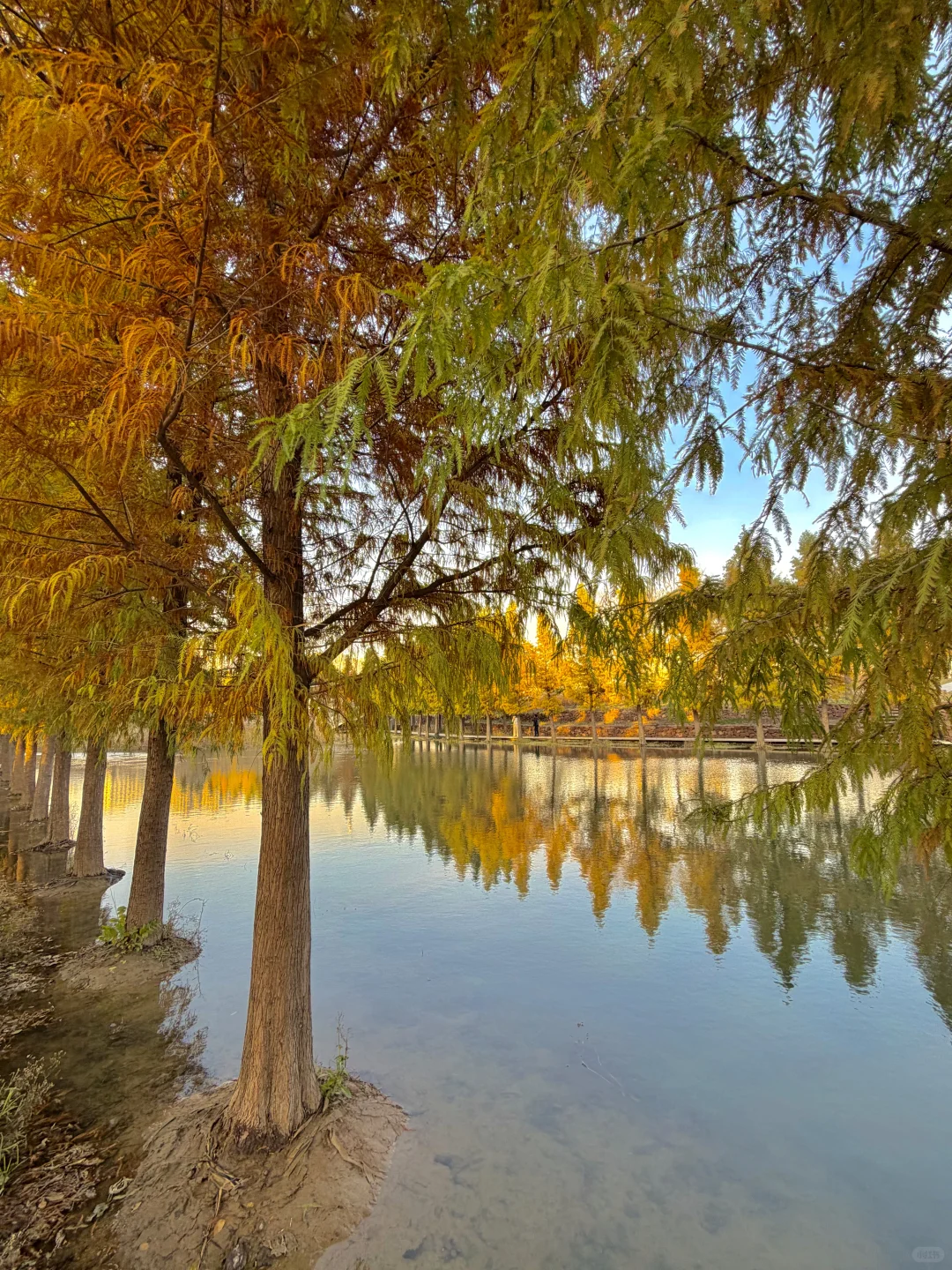 12.6实况！郑州的秋天🍂已经鲨疯了！！！！！！！🥹