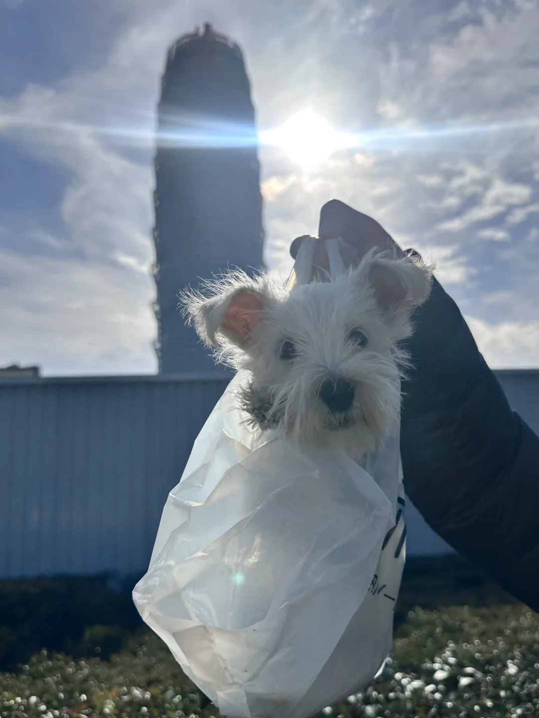 郑州宠物展战绩