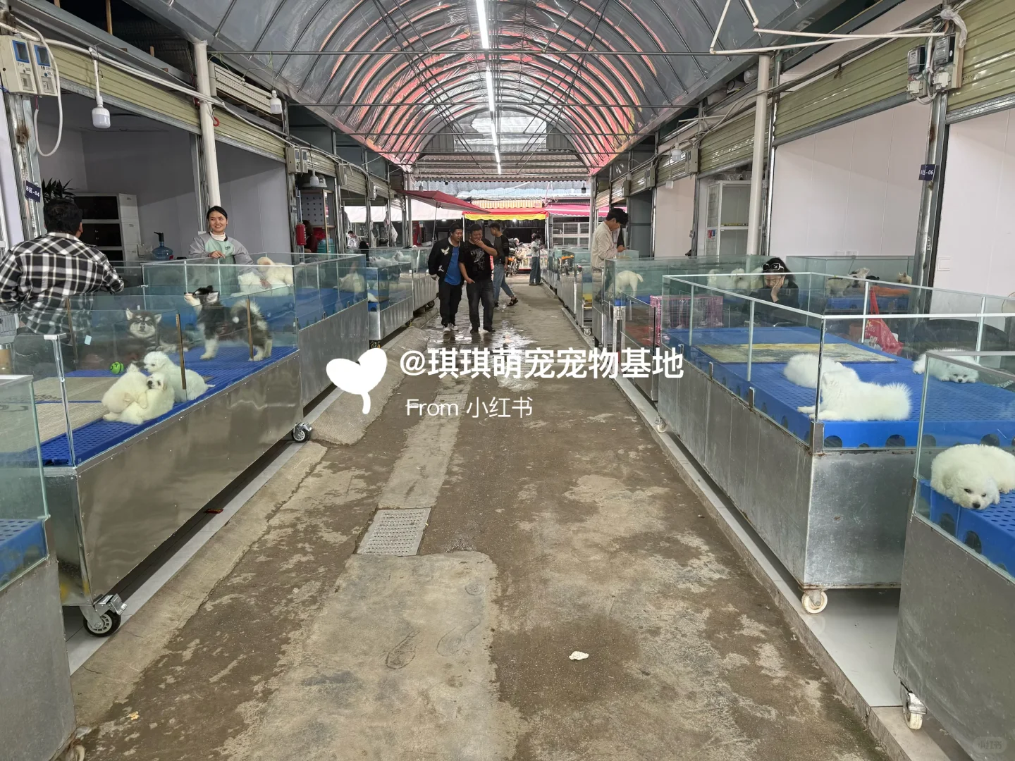 🐾郑州猫狗宠物市场！猫咪狗狗品种齐全🐾