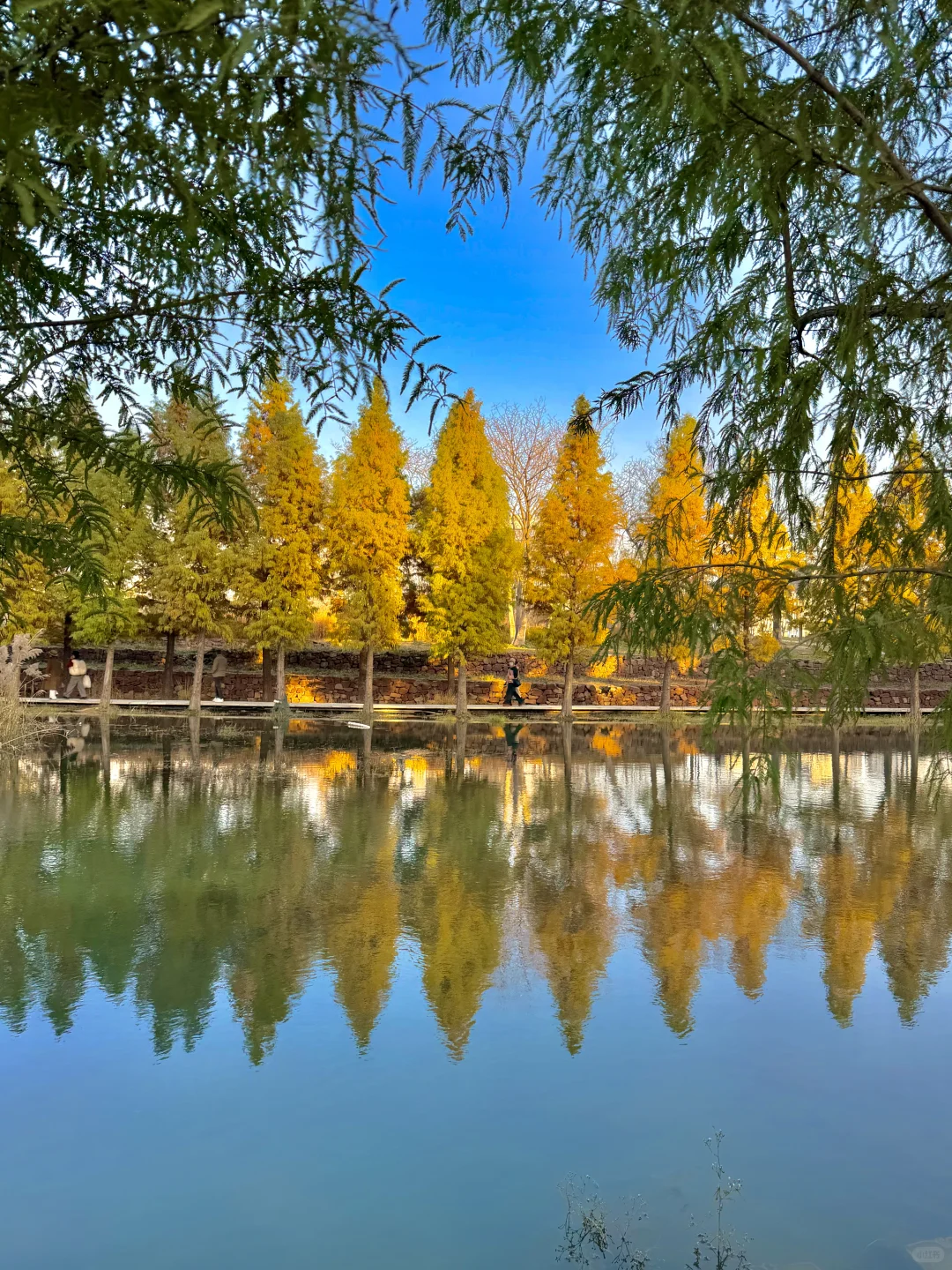 12.6实况！郑州的秋天🍂已经鲨疯了！！！！！！！🥹