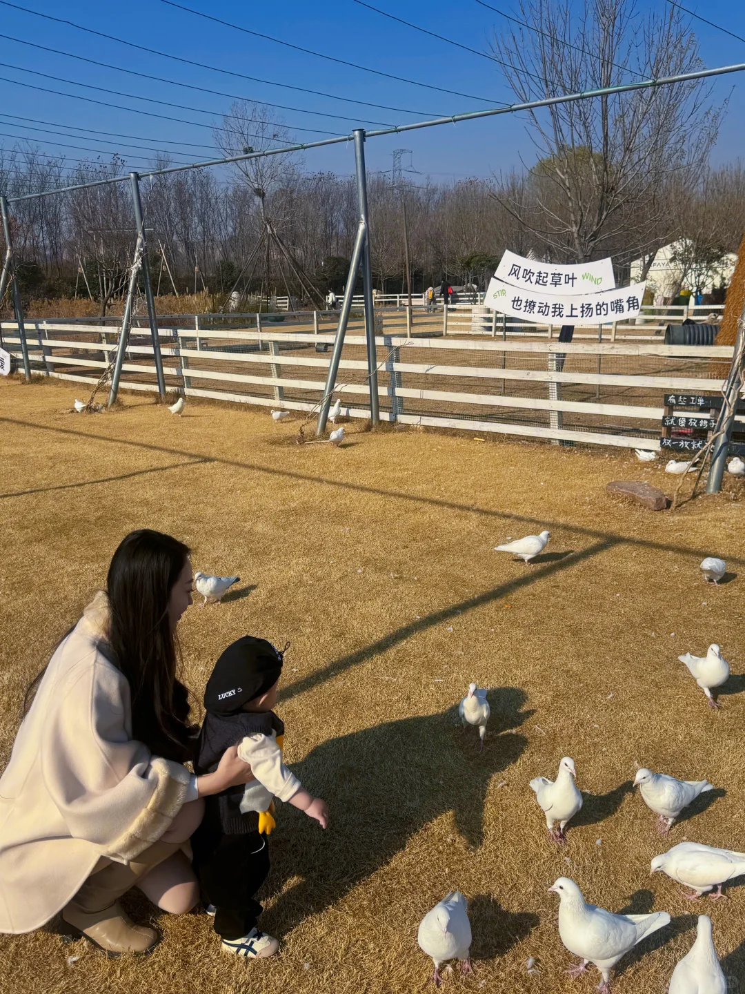 郑州1h直达的绵羊牧场！溜娃宝地！！！