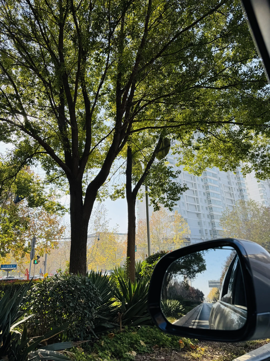 洛阳，绿化带比车道还宽啊