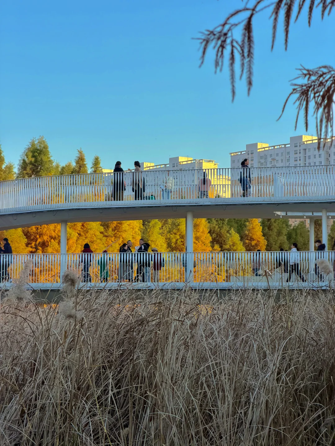 12.6实况！郑州的秋天🍂已经鲨疯了！！！！！！！🥹