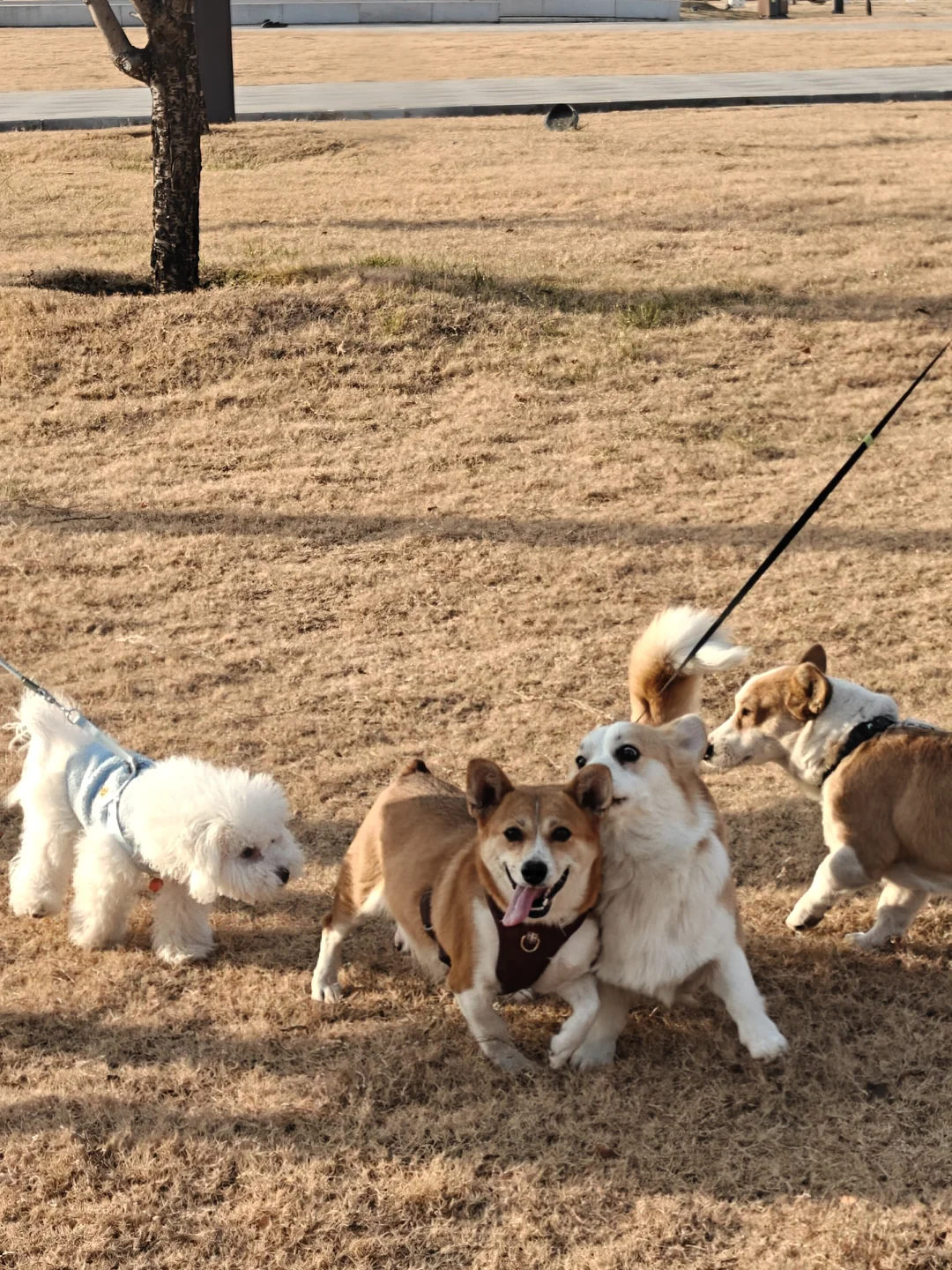 洛阳周末放松还得是公园啊～