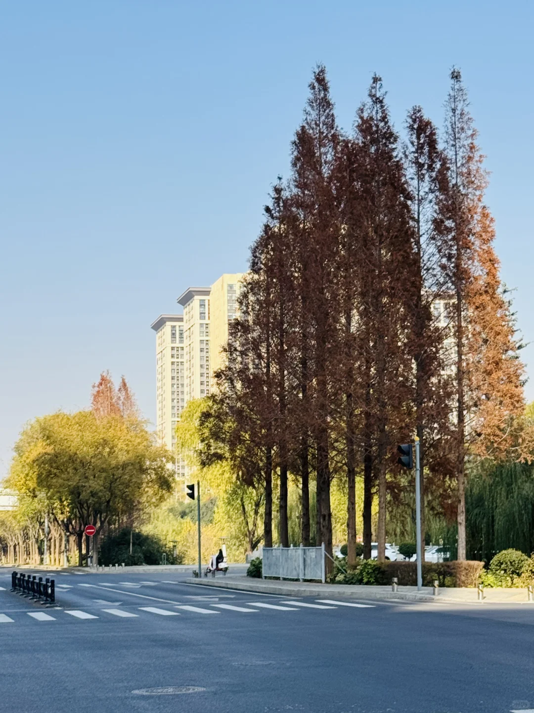 洛阳，绿化带比车道还宽啊