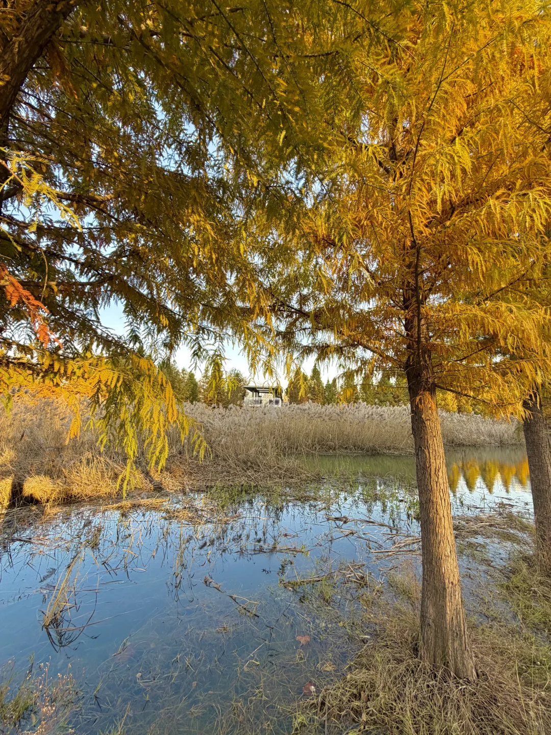 12.6实况！郑州的秋天🍂已经鲨疯了！！！！！！！🥹