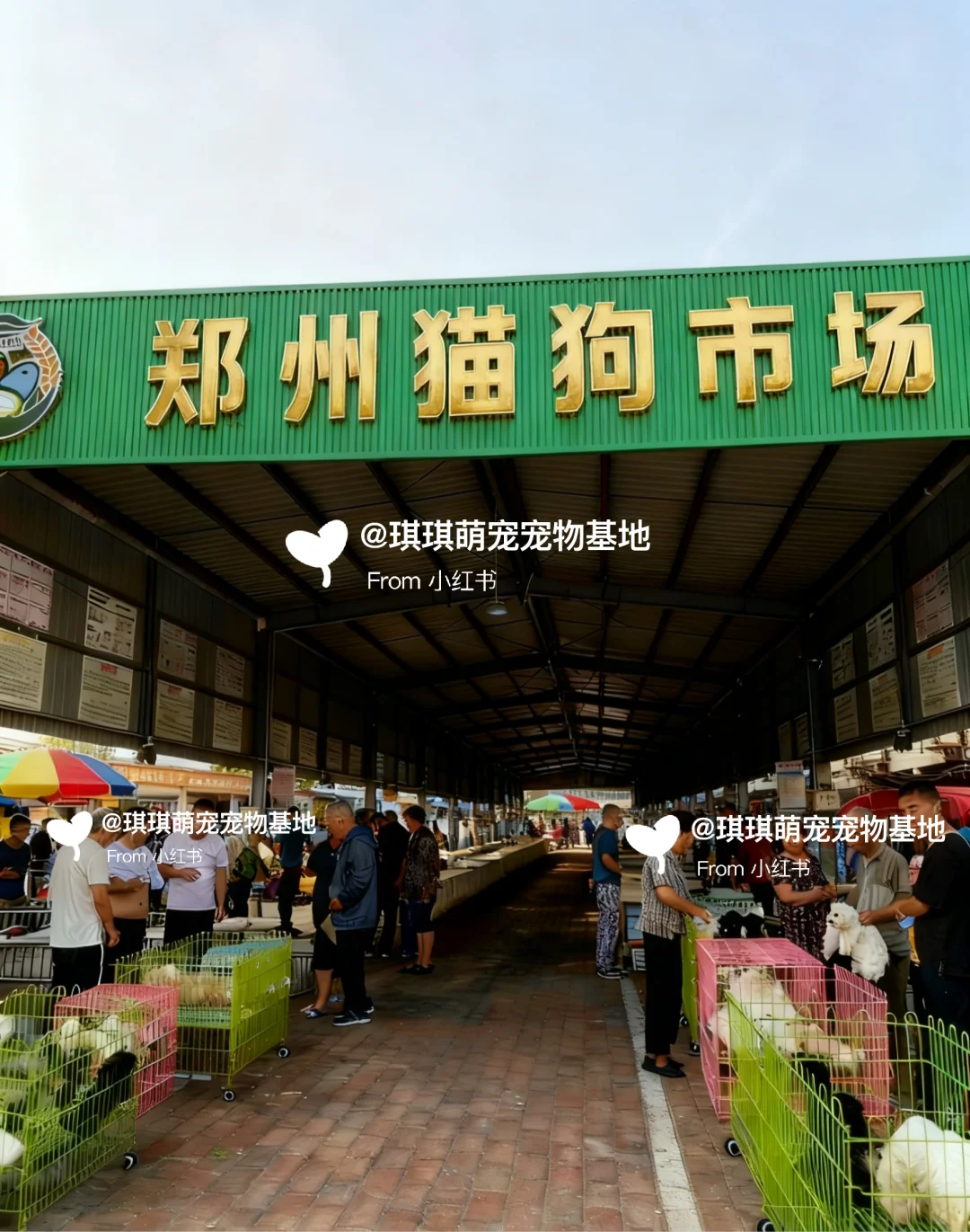 🐾郑州猫狗宠物市场！猫咪狗狗品种齐全🐾