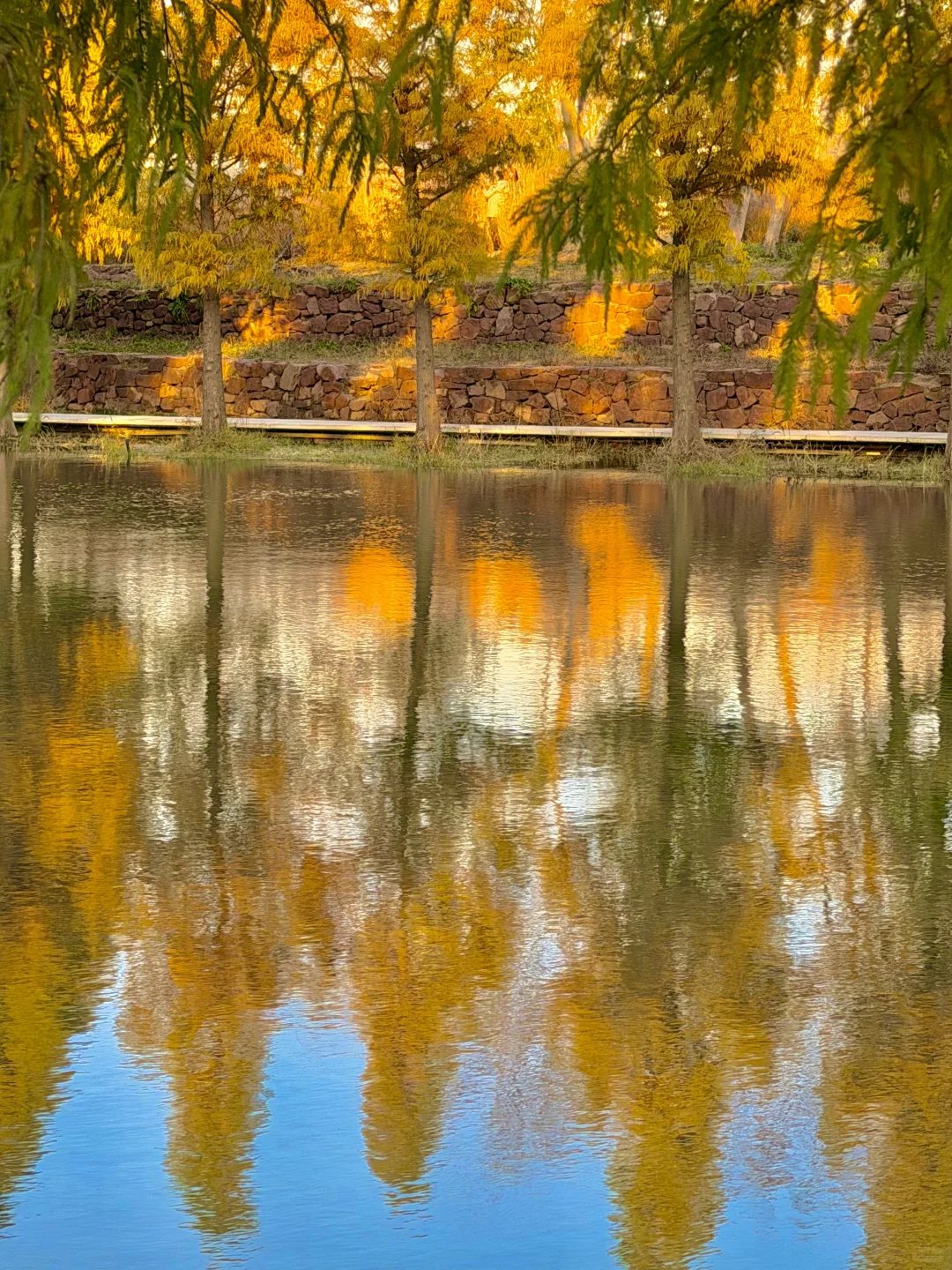 12.6实况！郑州的秋天🍂已经鲨疯了！！！！！！！🥹