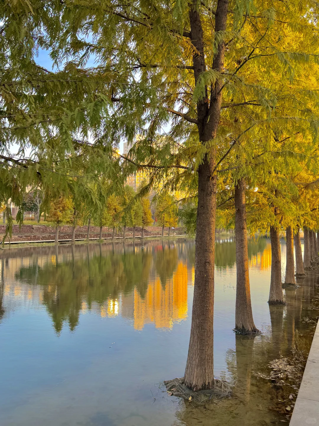 12.6实况！郑州的秋天🍂已经鲨疯了！！！！！！！🥹