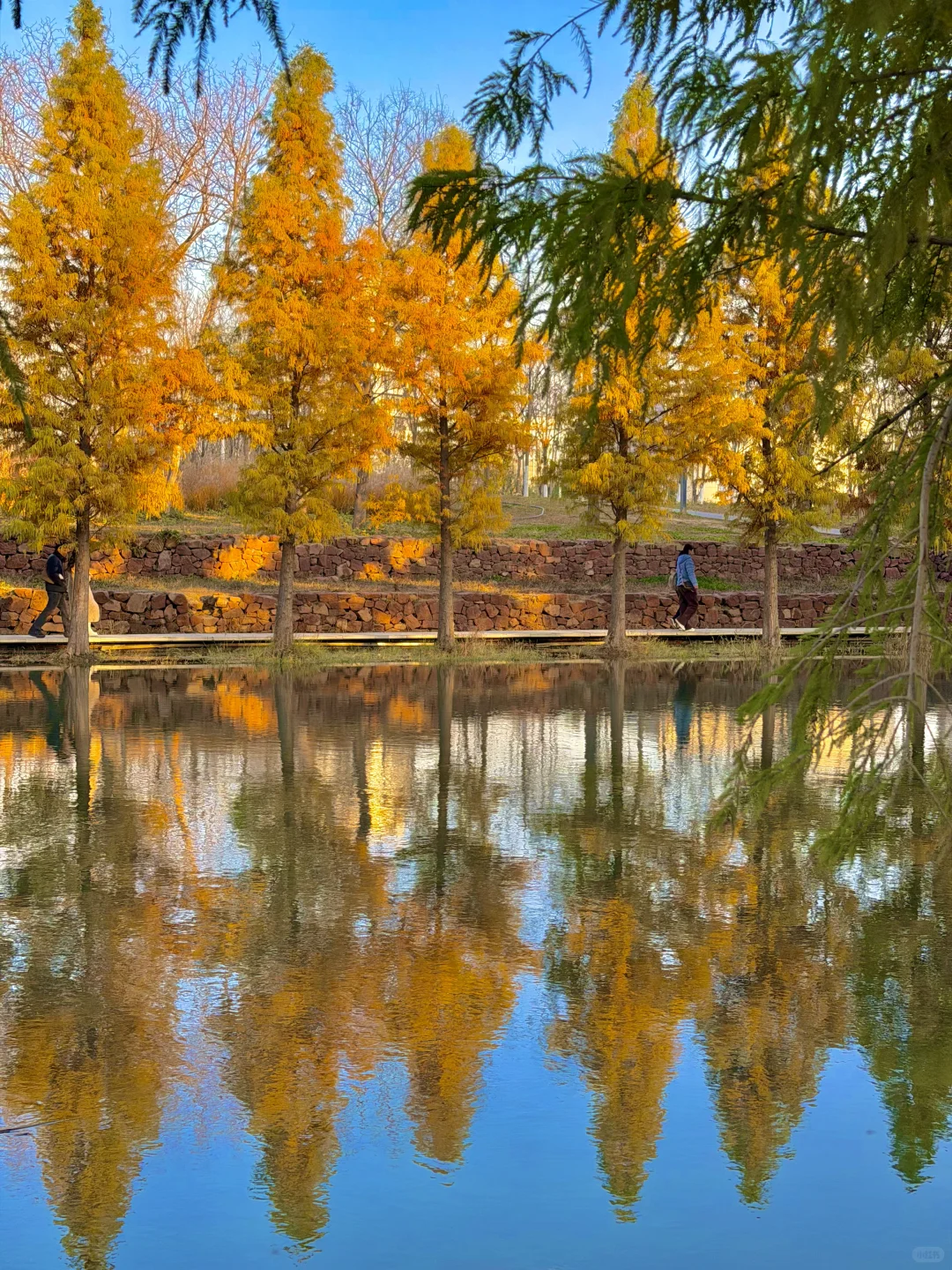 12.6实况！郑州的秋天🍂已经鲨疯了！！！！！！！🥹